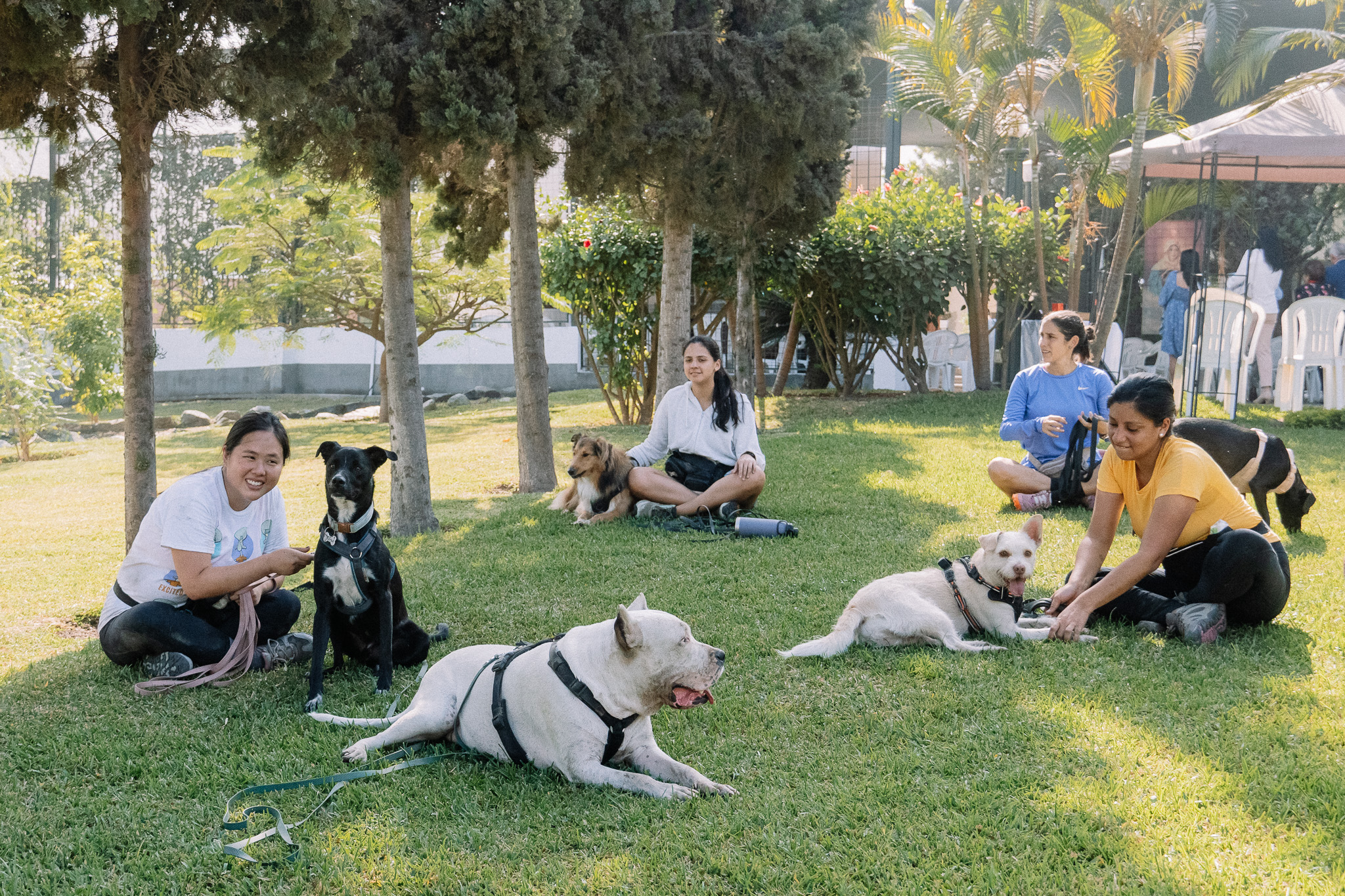 Personas y perros compartiendo un encuentro de aprendizaje al aire libre
