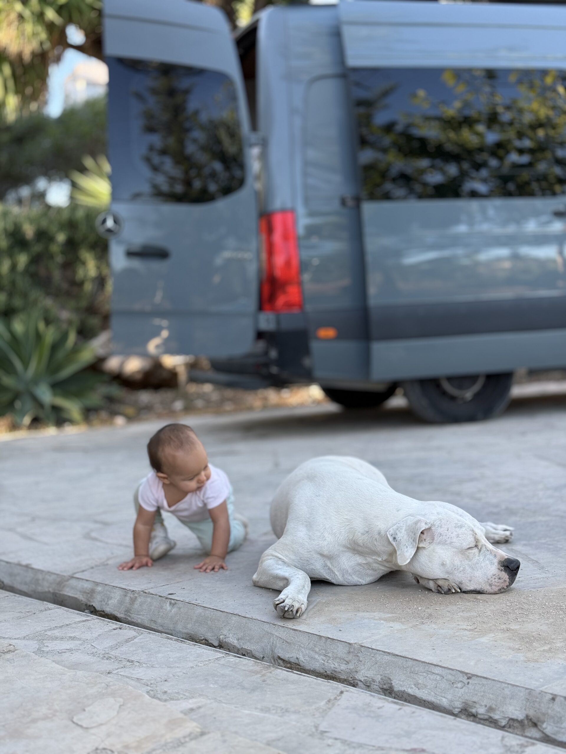 Valeria durante su embarazo junto a sus dos perros