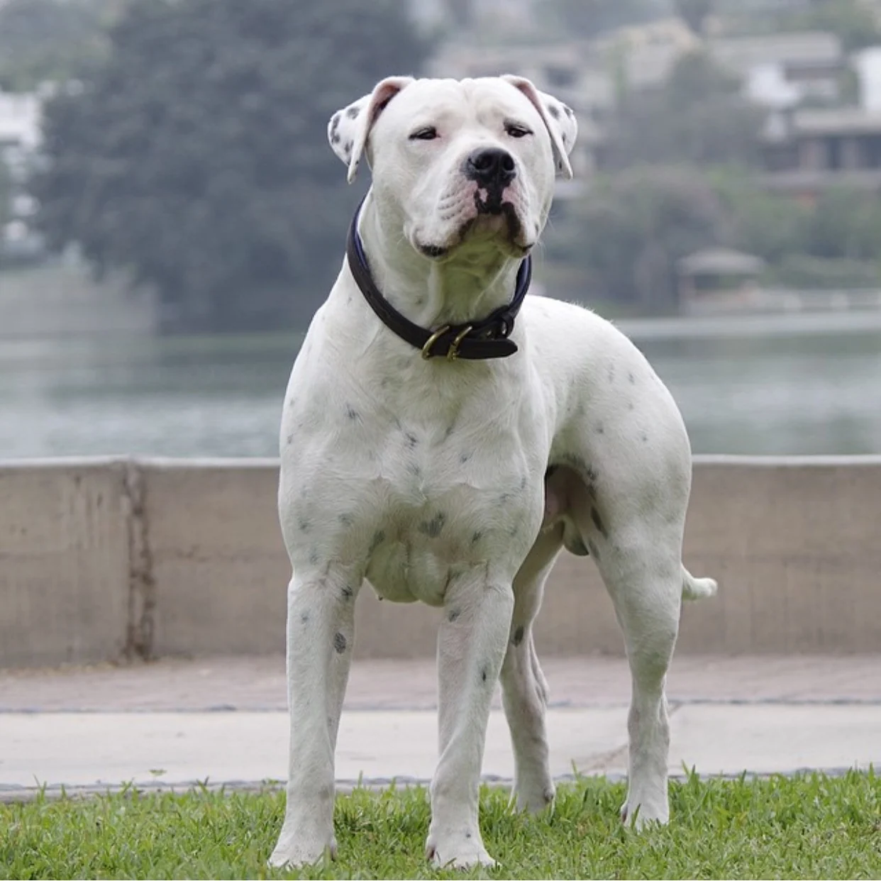Max, el primer dogo argentino de Valeria